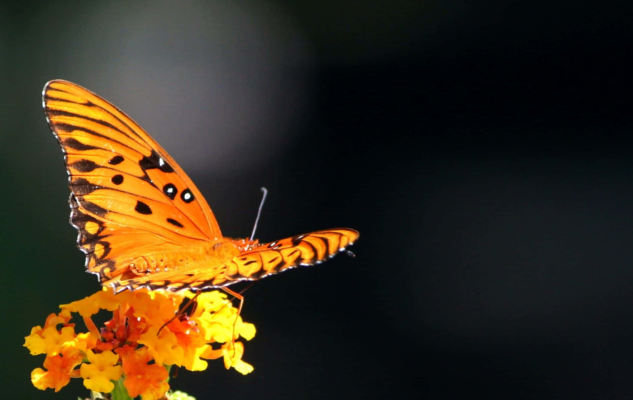 Witness the beauty of the butterfly metamorphosis. Wallpaper