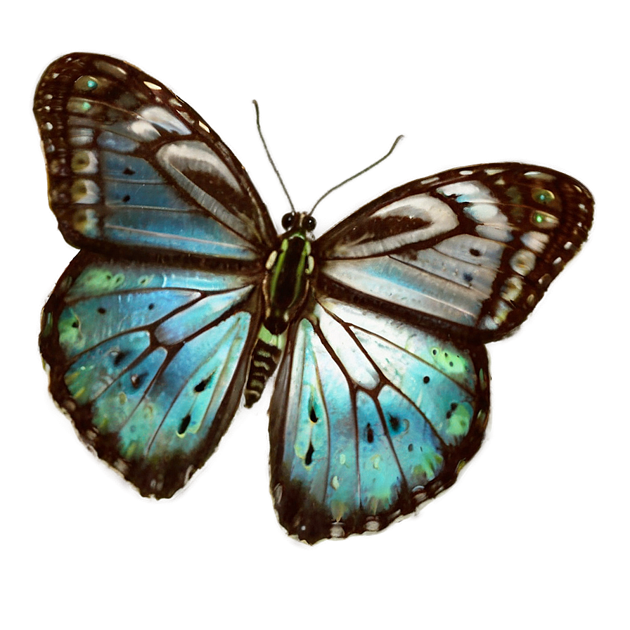 Butterfly Metamorphosis Png Xab38 PNG