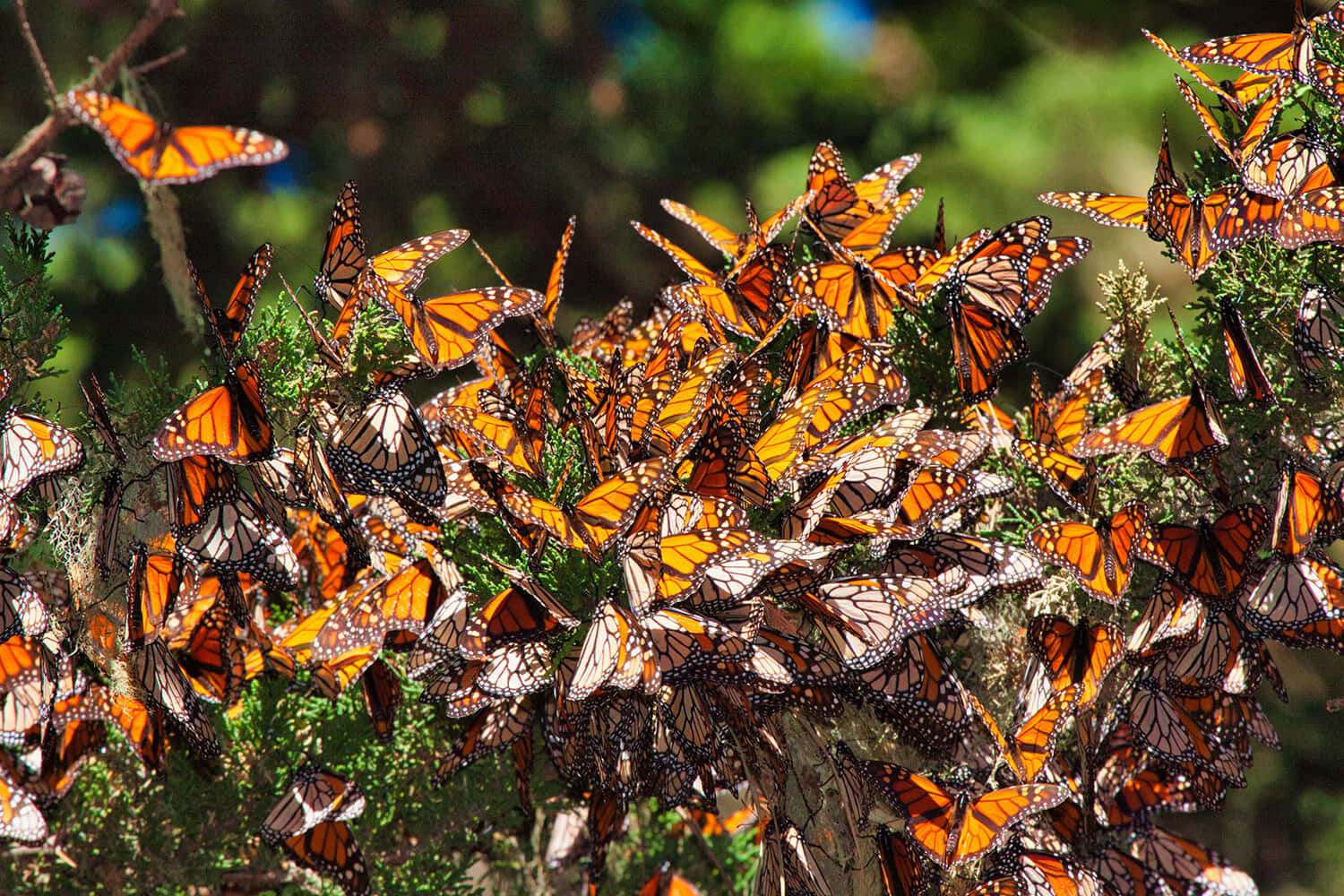 Hundreds of Monarch Butterflies Migrating in Spring Wallpaper