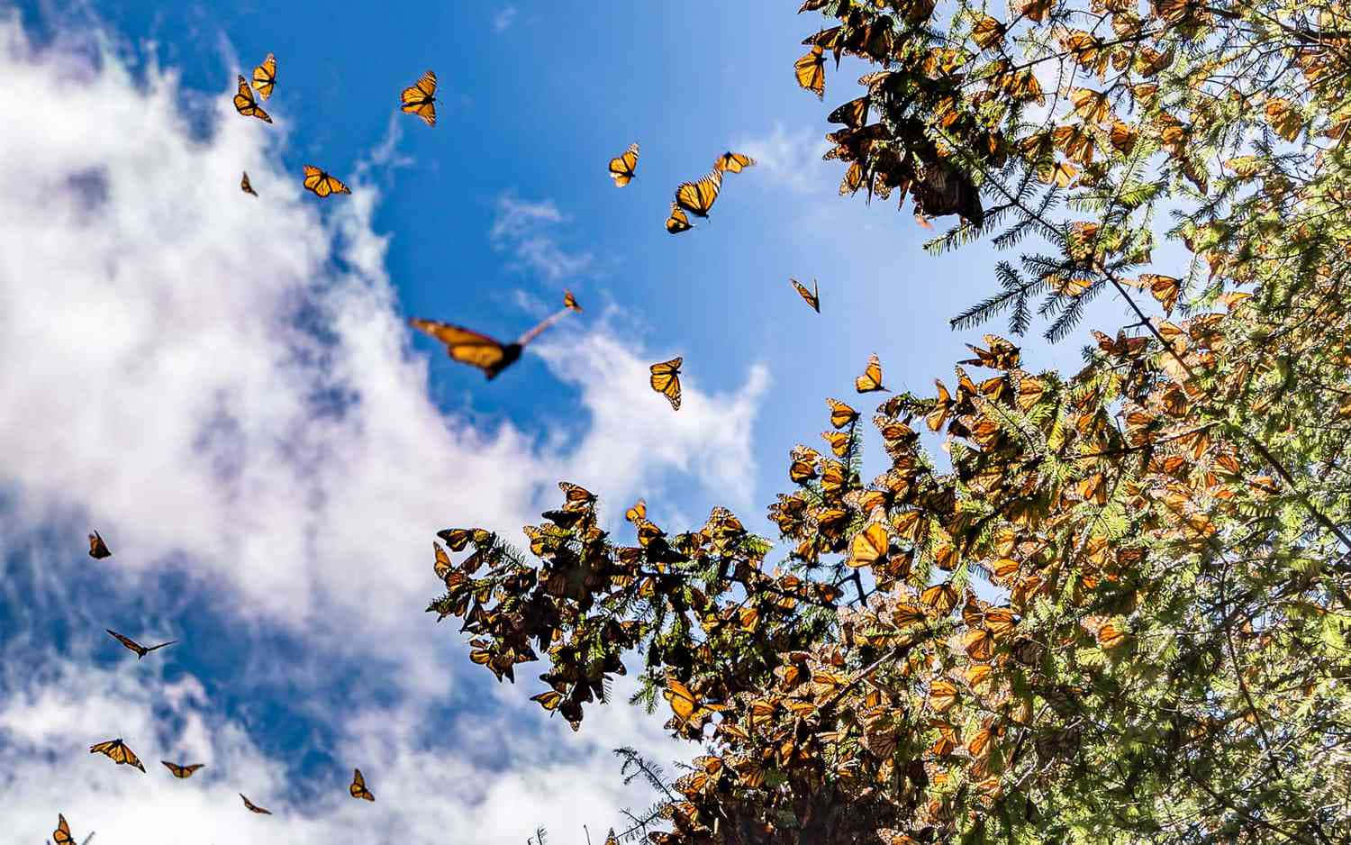 An immense flock of Monarch Butterflies gathered in the skies during the annual migration Wallpaper