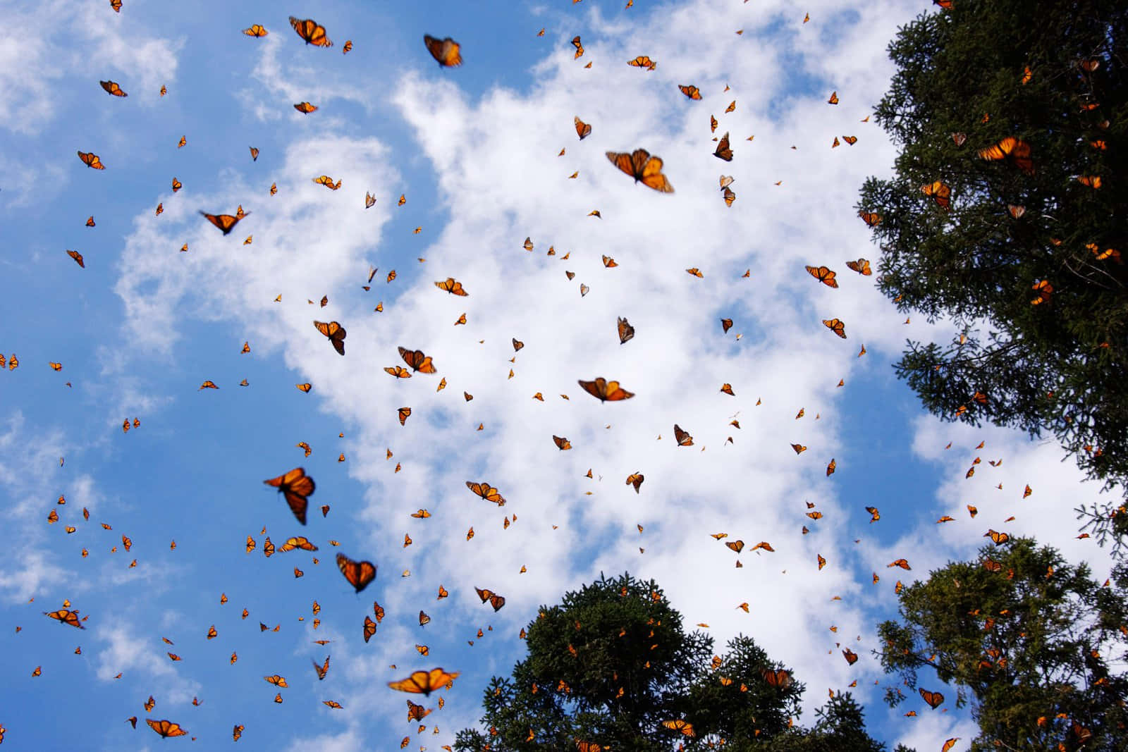 A Monarch Butterfly Migration through the Evening Sky Wallpaper