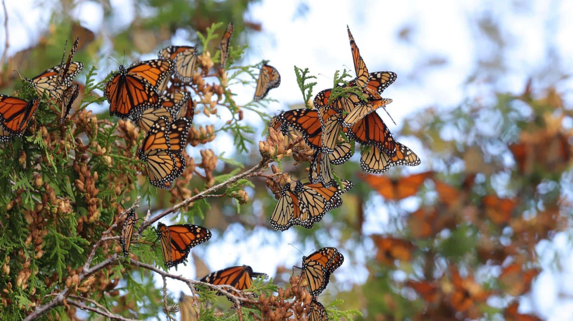 monarch butterfly migration wallpaper