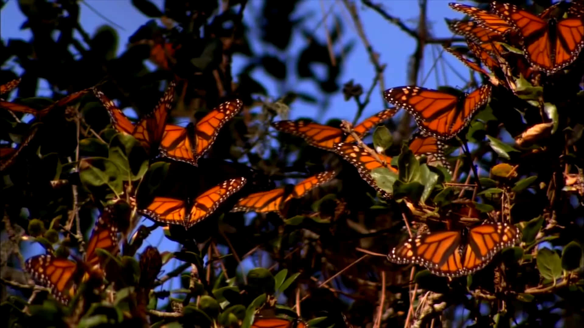 Witness Nature’s Wonder Through Butterfly Migration Wallpaper