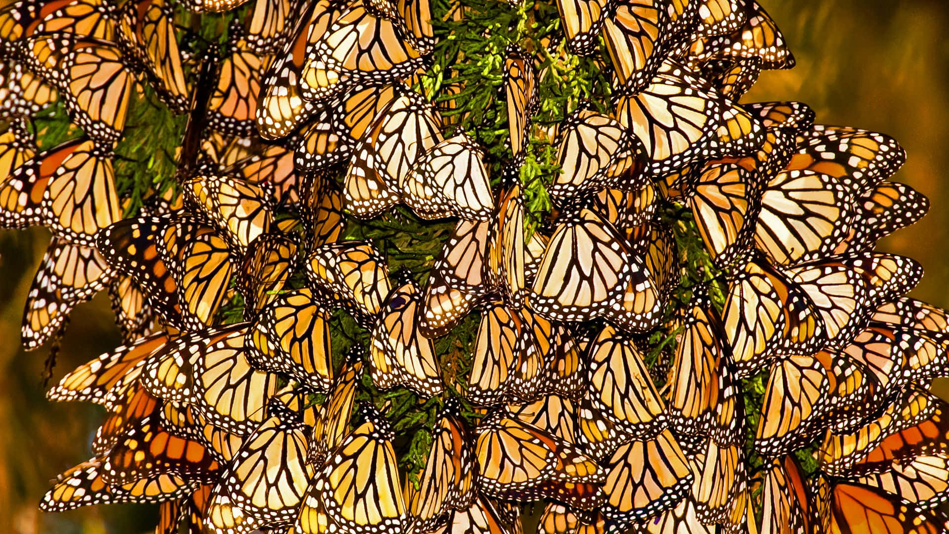 Thousands of monarch butterflies migrating in three clustered waves down the California coast. Wallpaper