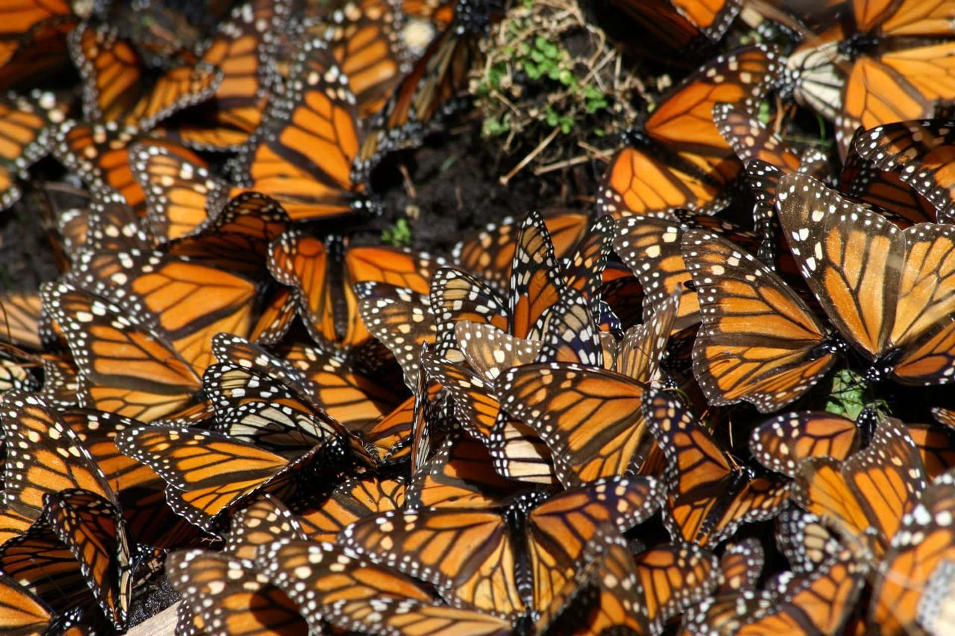 Image  Amazing sight of Monarch Butterflies on Migration Wallpaper