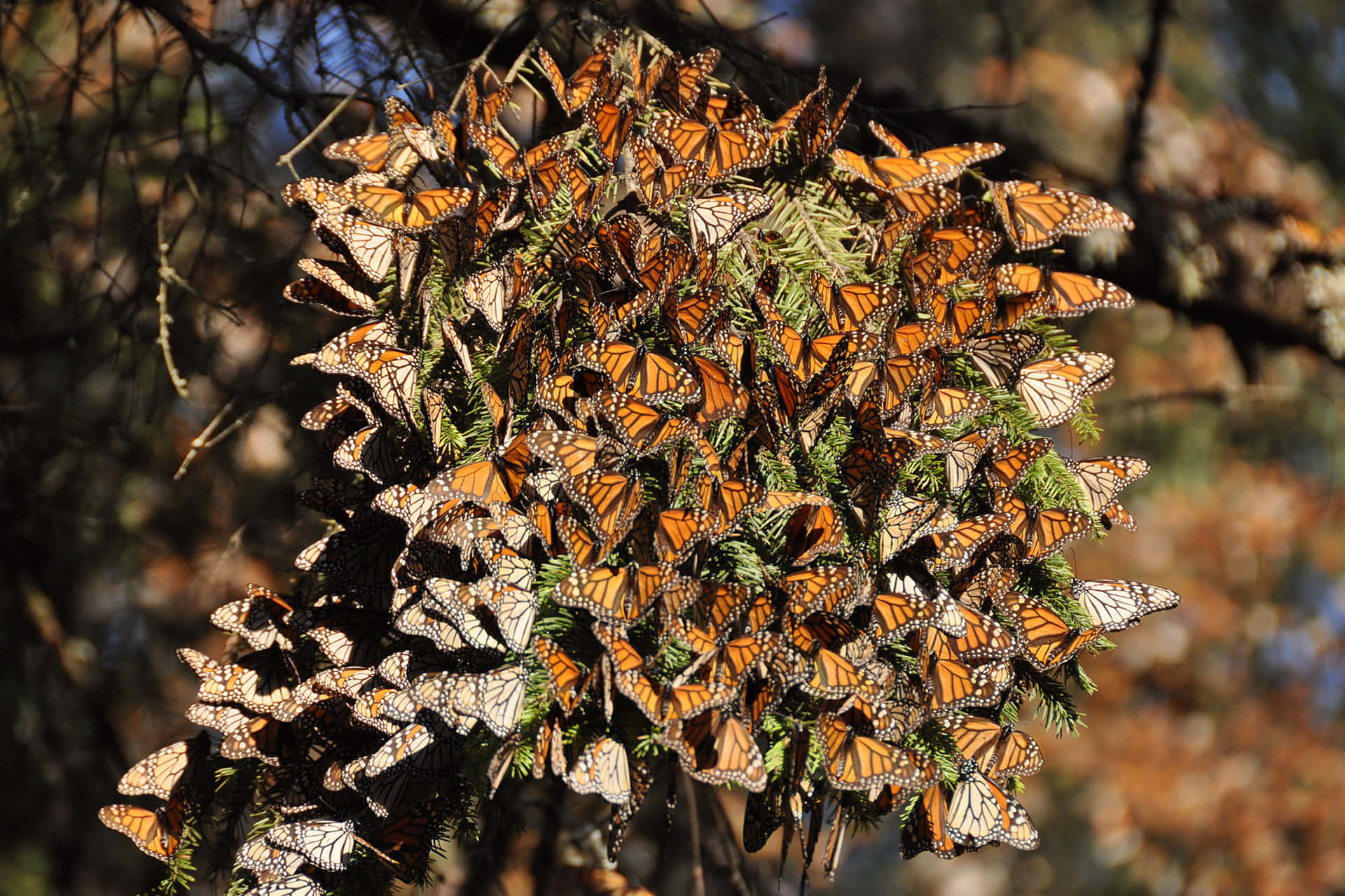An awe-inspiring sight - the butterfly migration. Wallpaper