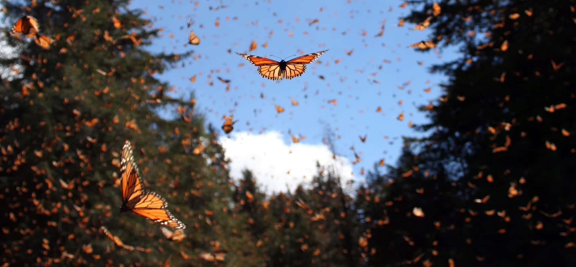 Thousands of monarch butterflies migrate alongside each other in a colorful show of nature's grandeur. Wallpaper