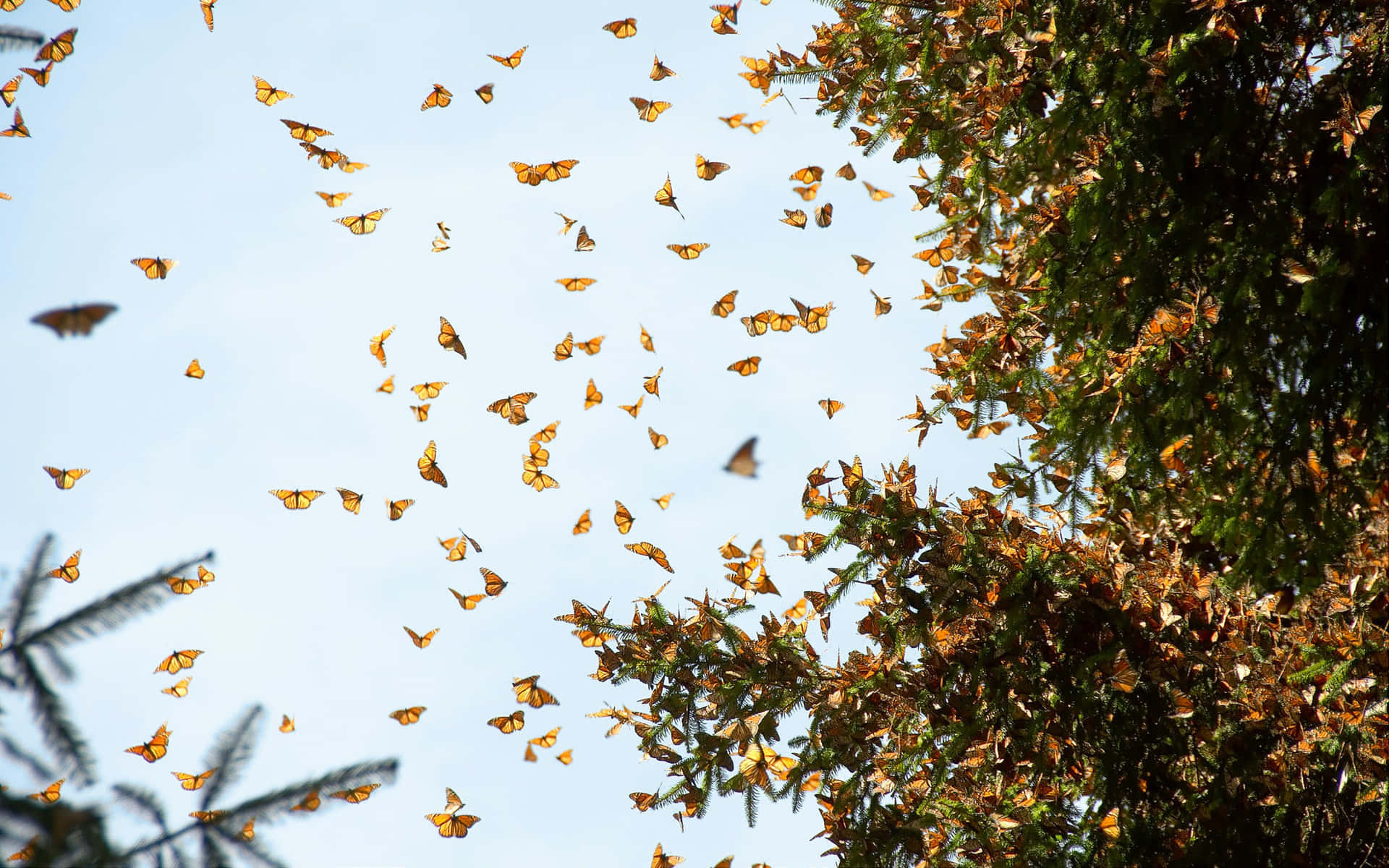 Hundreds of colorful butterflies fly across the sky in beautiful aerial migration Wallpaper
