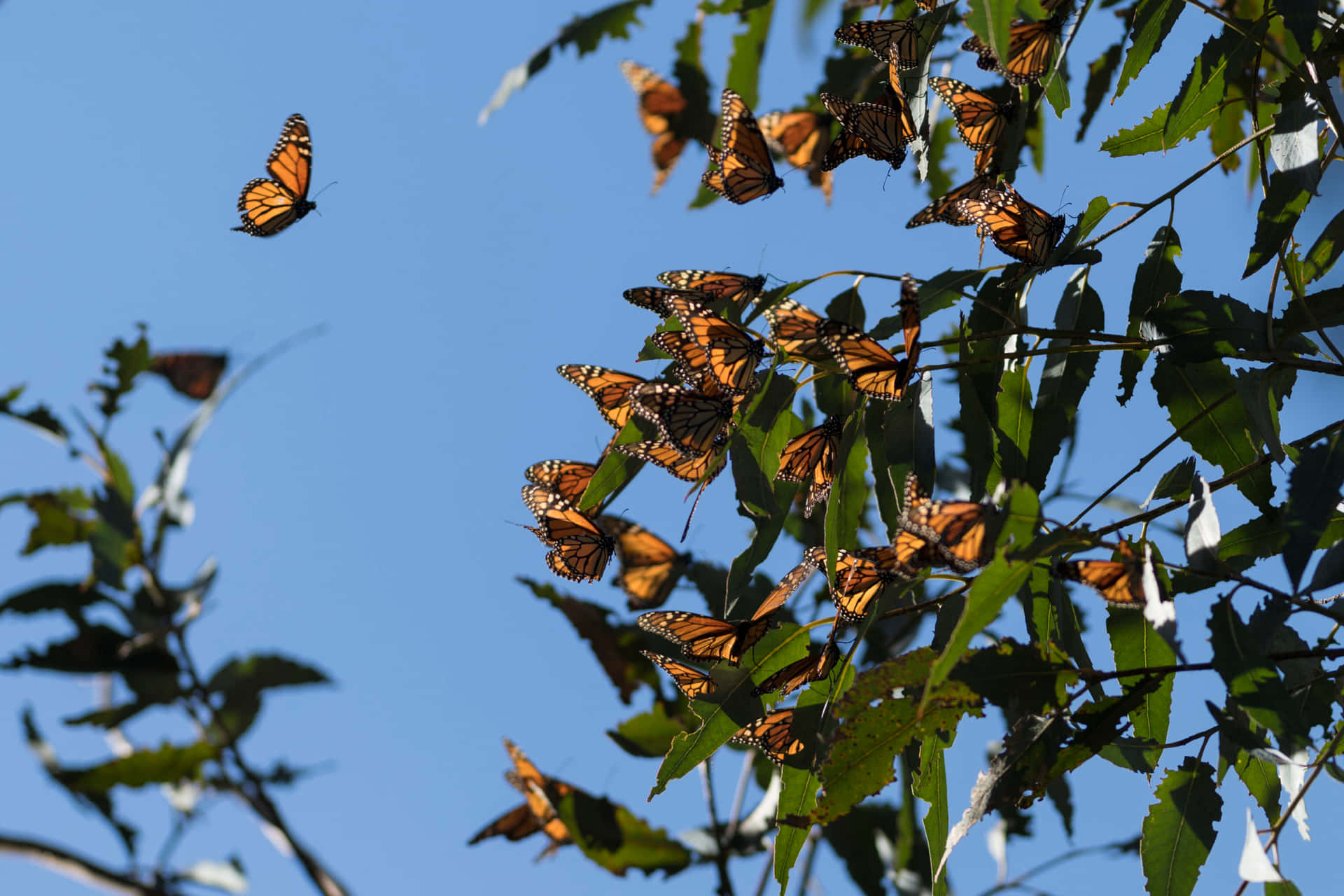 “Migrating Butterflies in Flight” Wallpaper