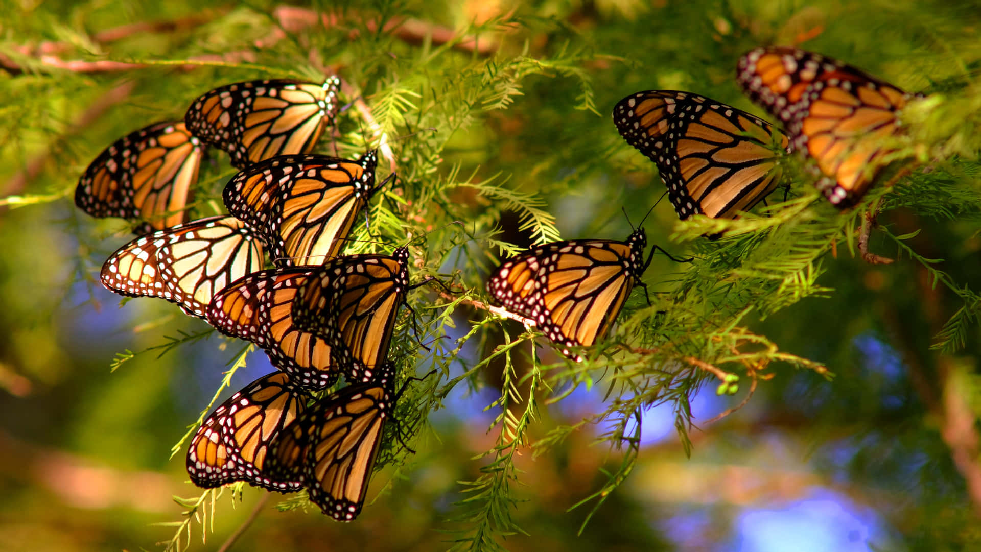 The Golden Butterfly Migration Wallpaper