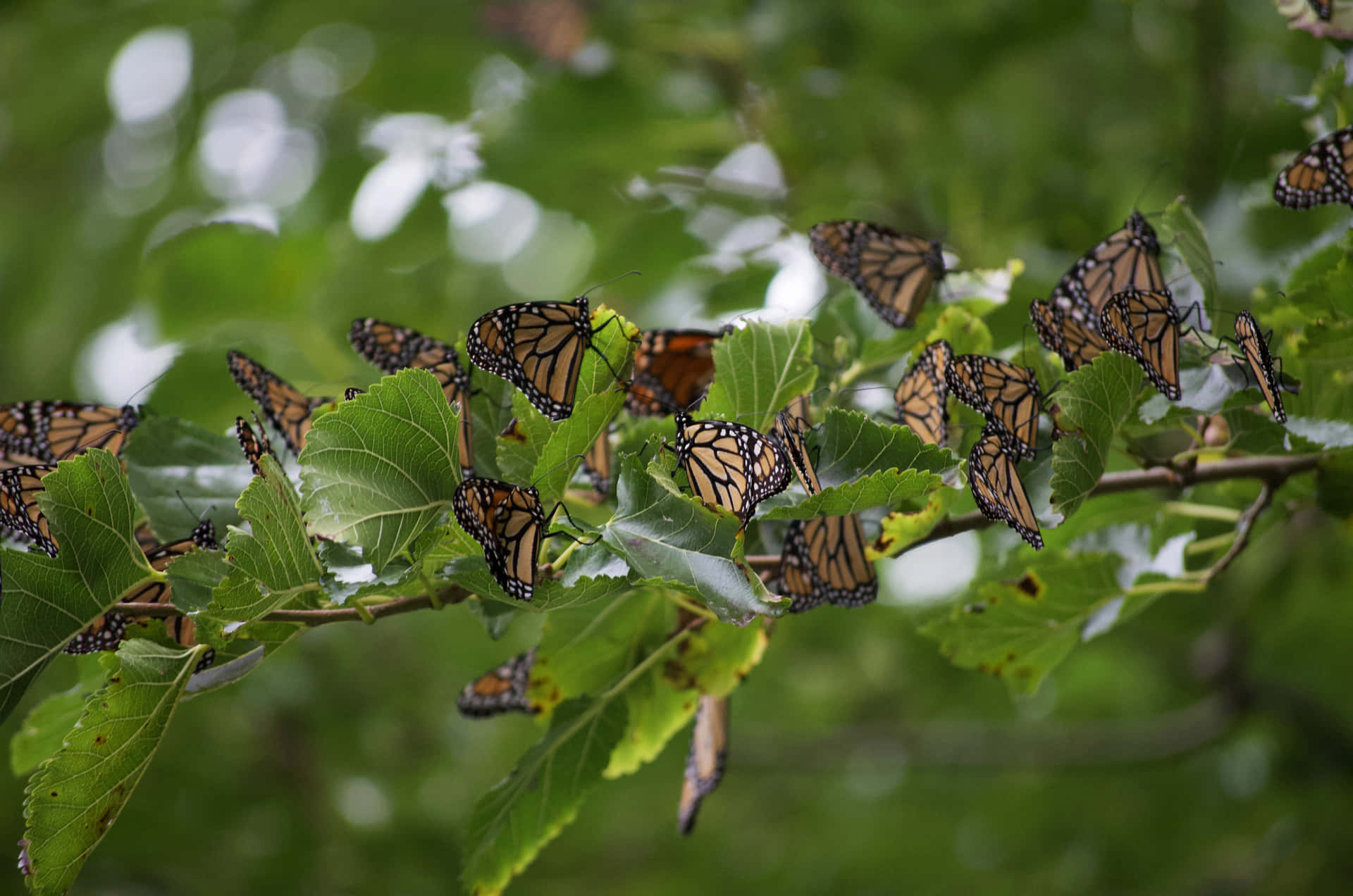 Witness the breathtaking beauty of a butterfly migration Wallpaper