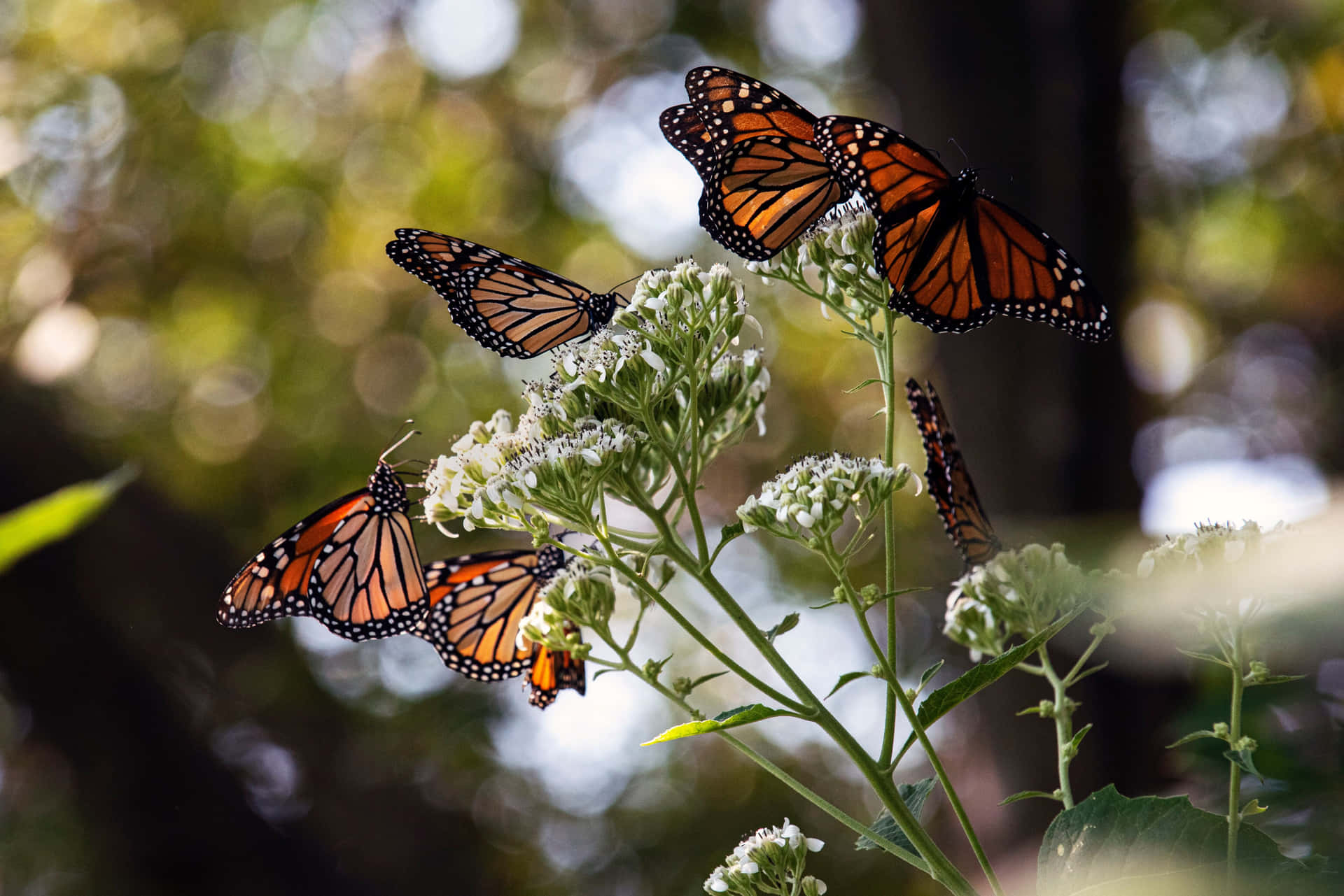 Millions of butterflies embark on an epic annual migration every year. Wallpaper
