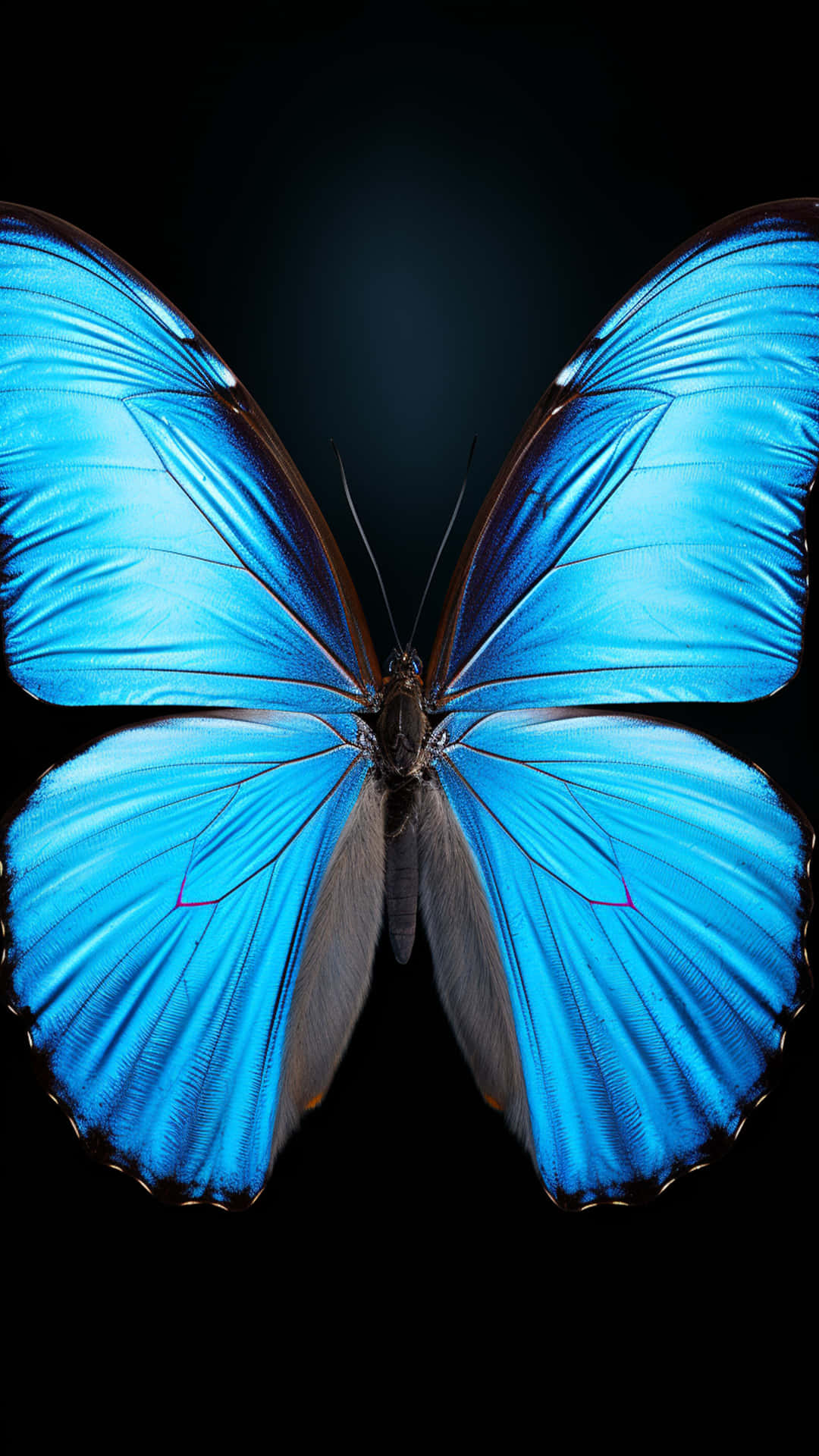 Butterfly New Shape Design Wallpaper