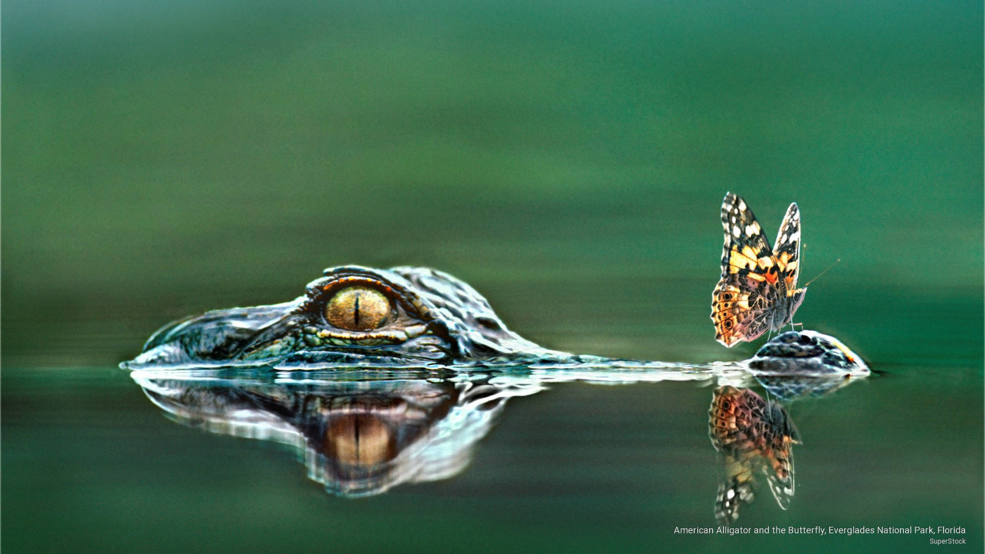 Butterfly On Alligator Everglades National Park Wallpaper