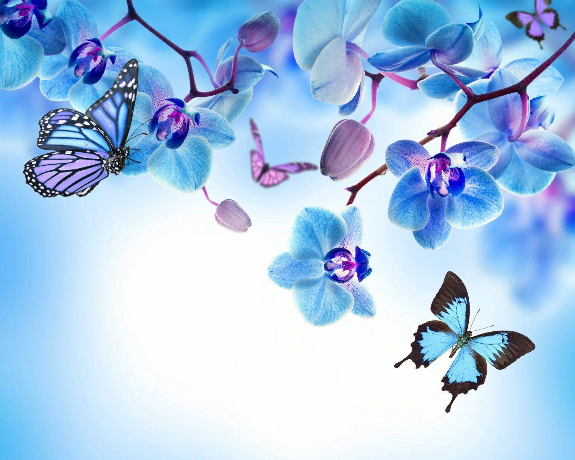 Butterfly On Blue-petaled Flower Wallpaper