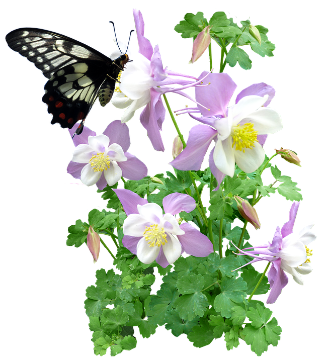 Butterfly_on_ Columbine_ Flowers PNG