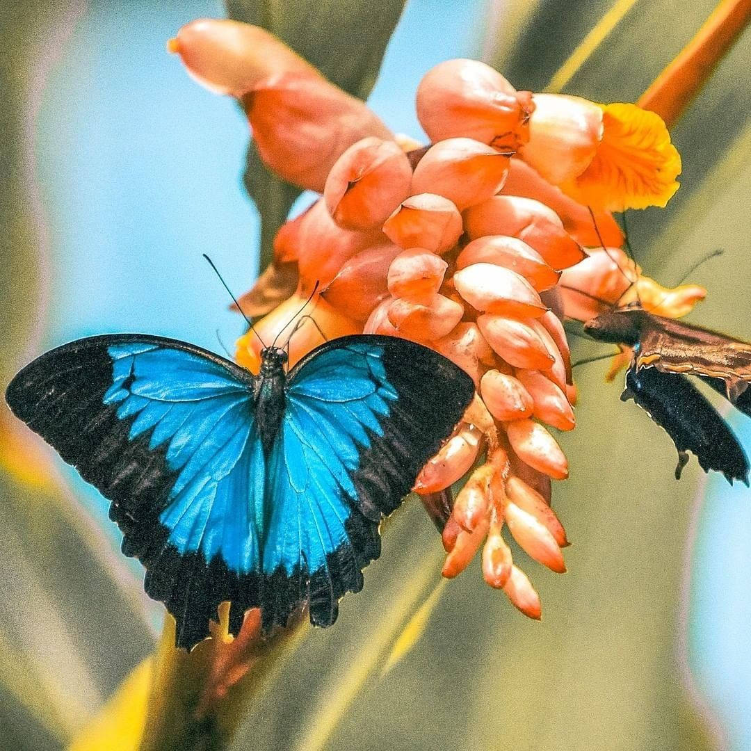 Mariposaen Flor, Preciosa Pintura Fondo de pantalla