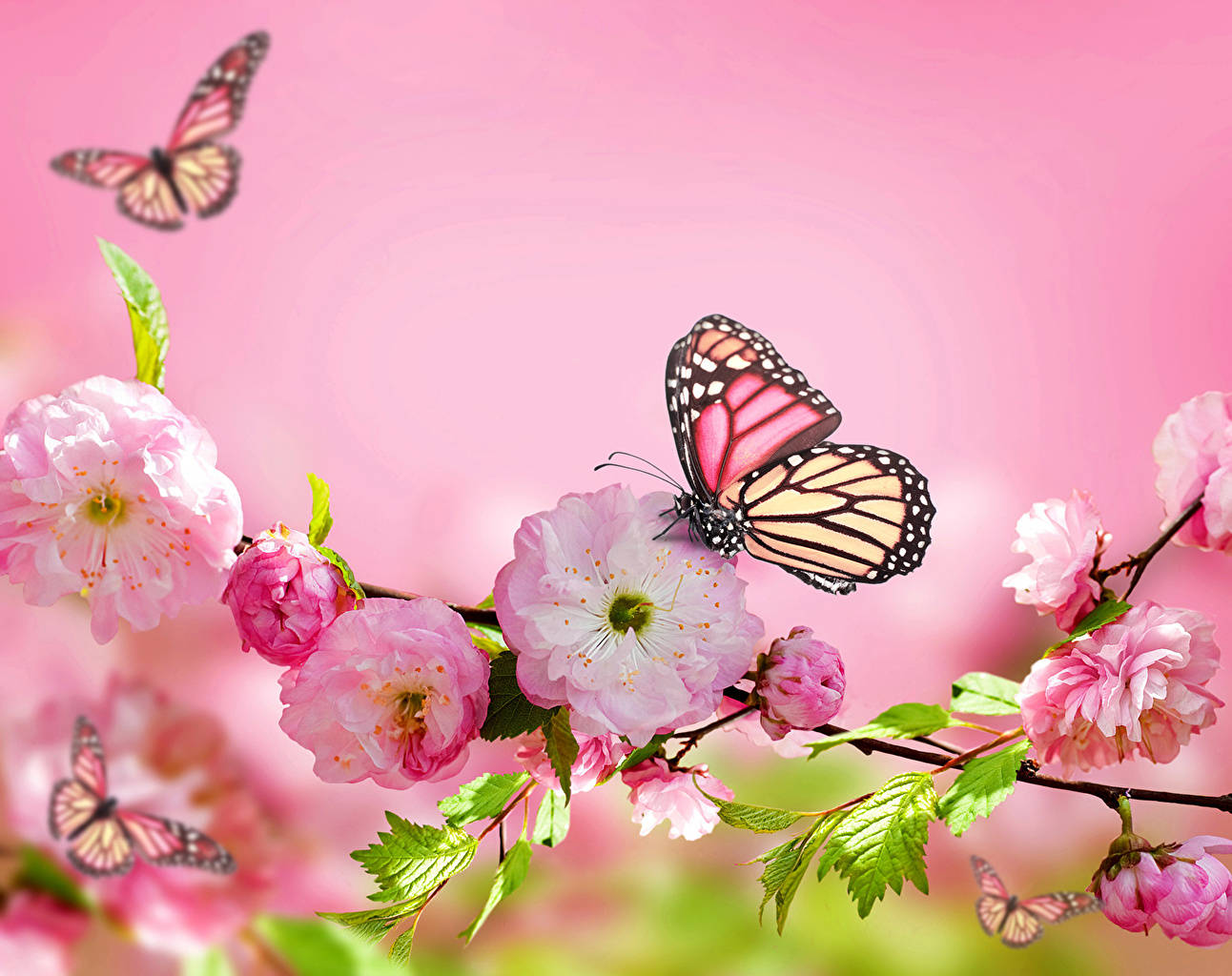 Butterfly On Flower Cherry Blossom Wallpaper