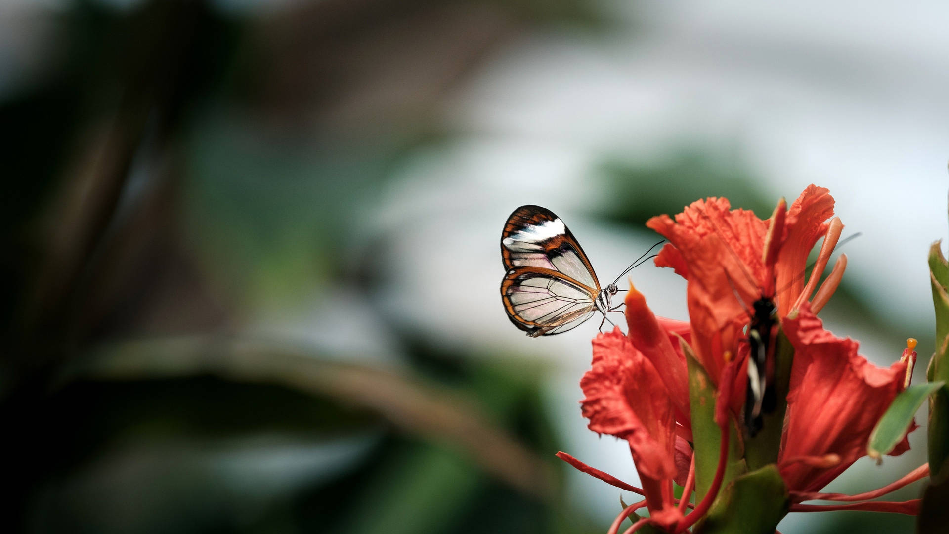 Butterfly On Flower Desktop