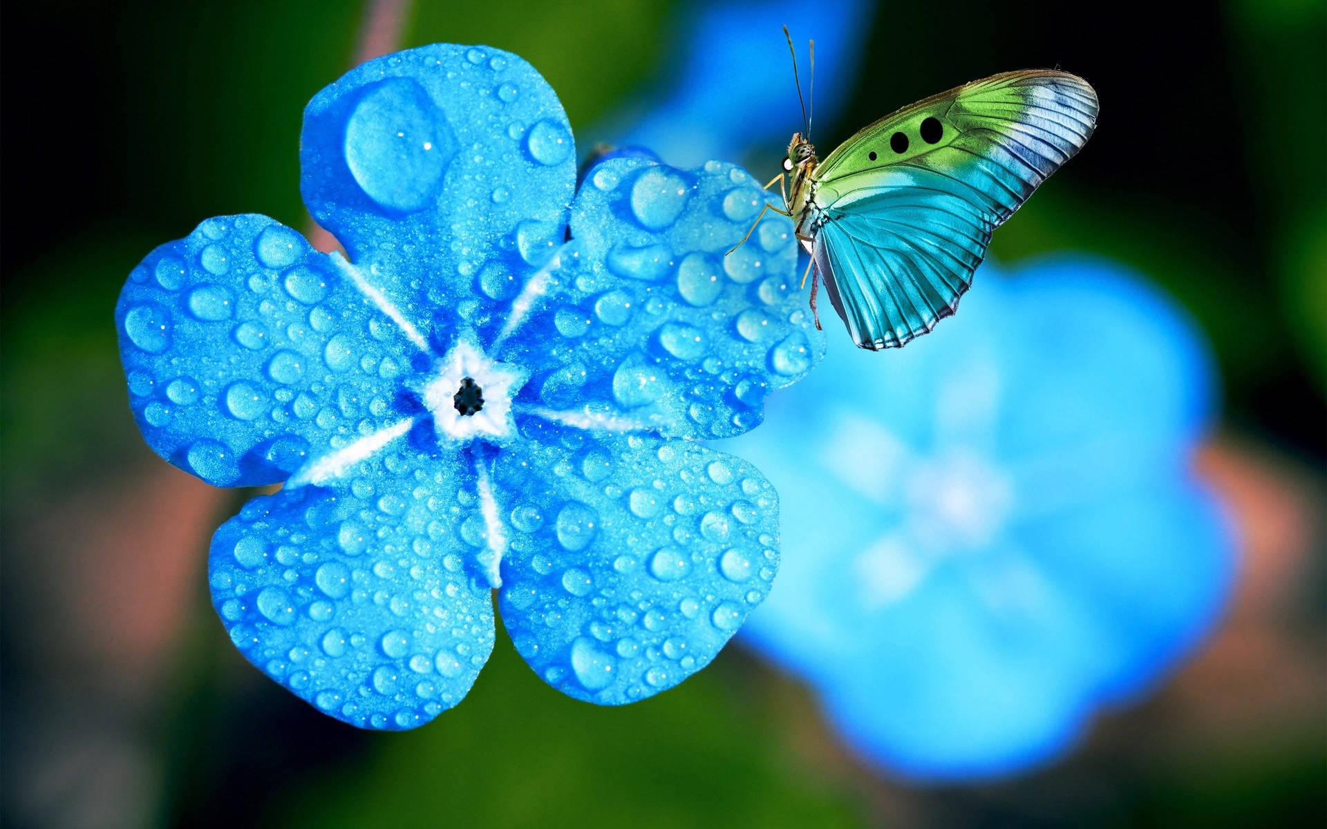 Butterfly On Flower Drenched In Water Droplets Wallpaper