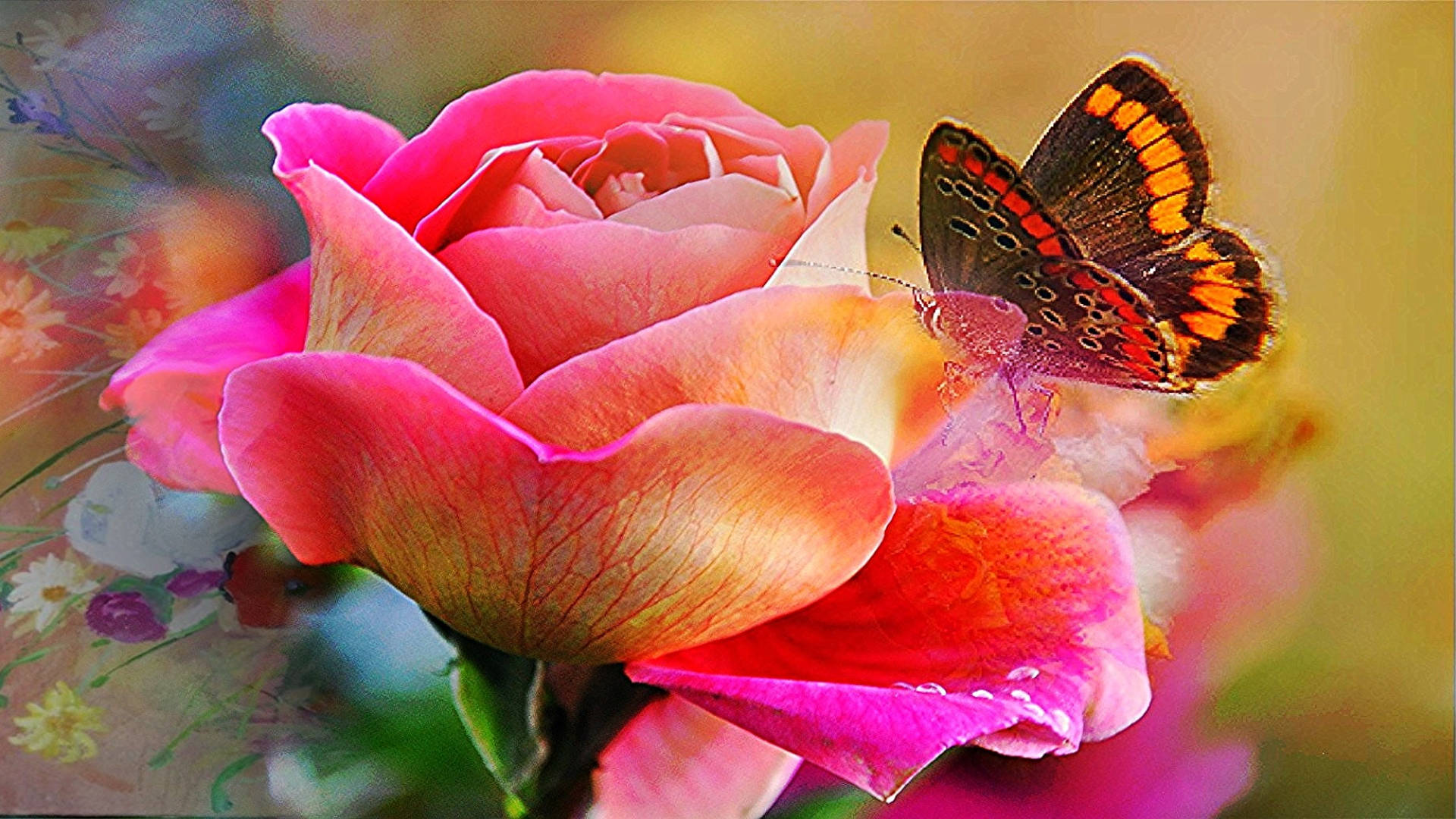 Schmetterlingauf Blume Am Pc Wallpaper