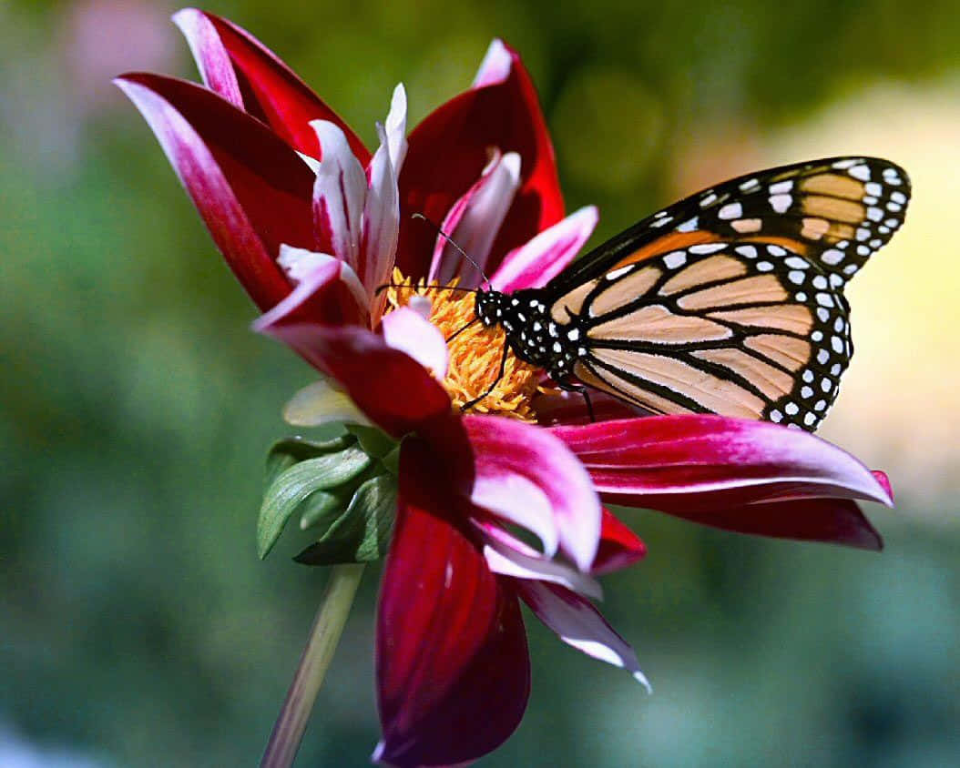 A gorgeous butterfly sitting on a peaceful flower