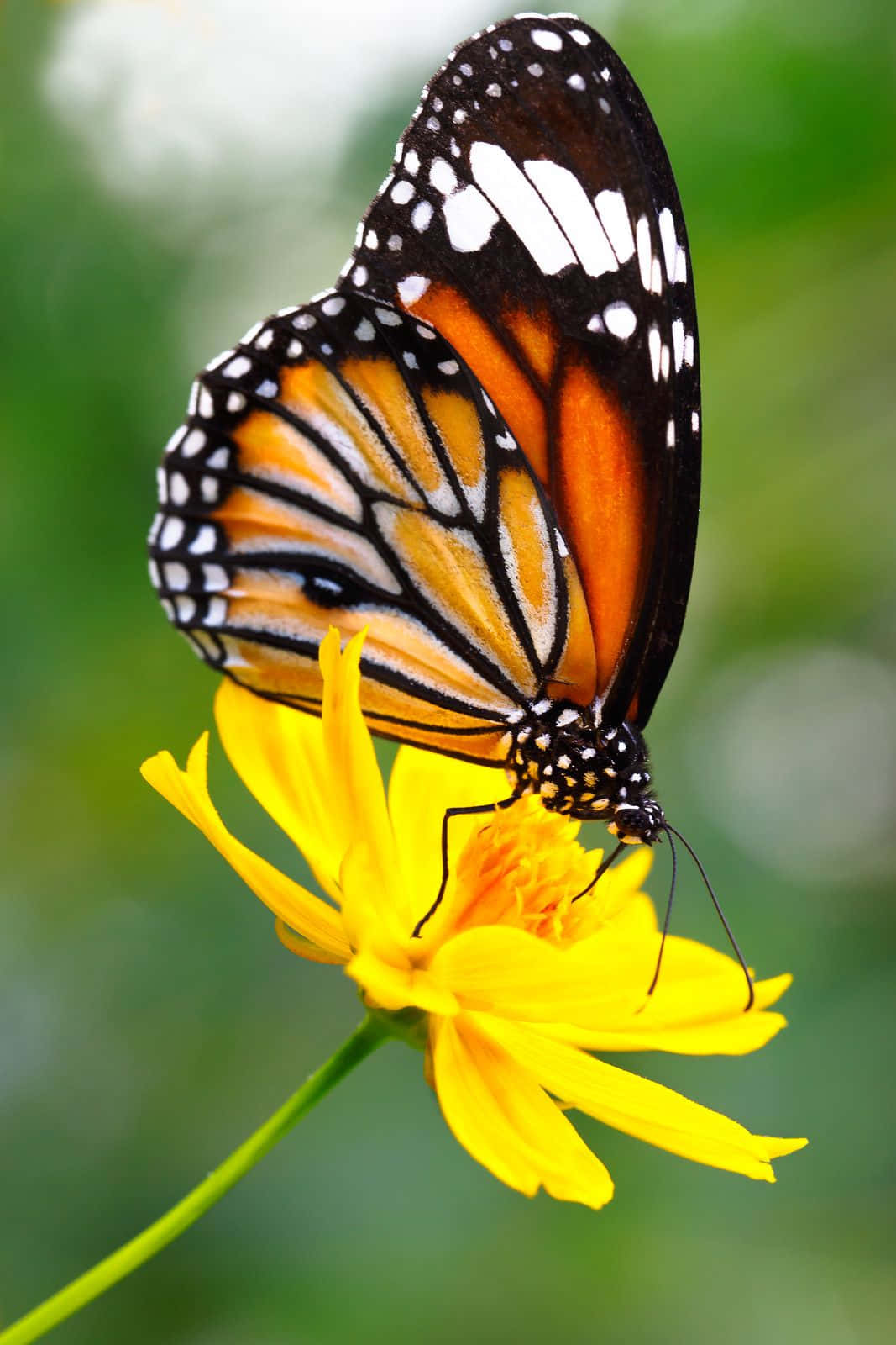 A butterfly atop a beautiful yellow flower.