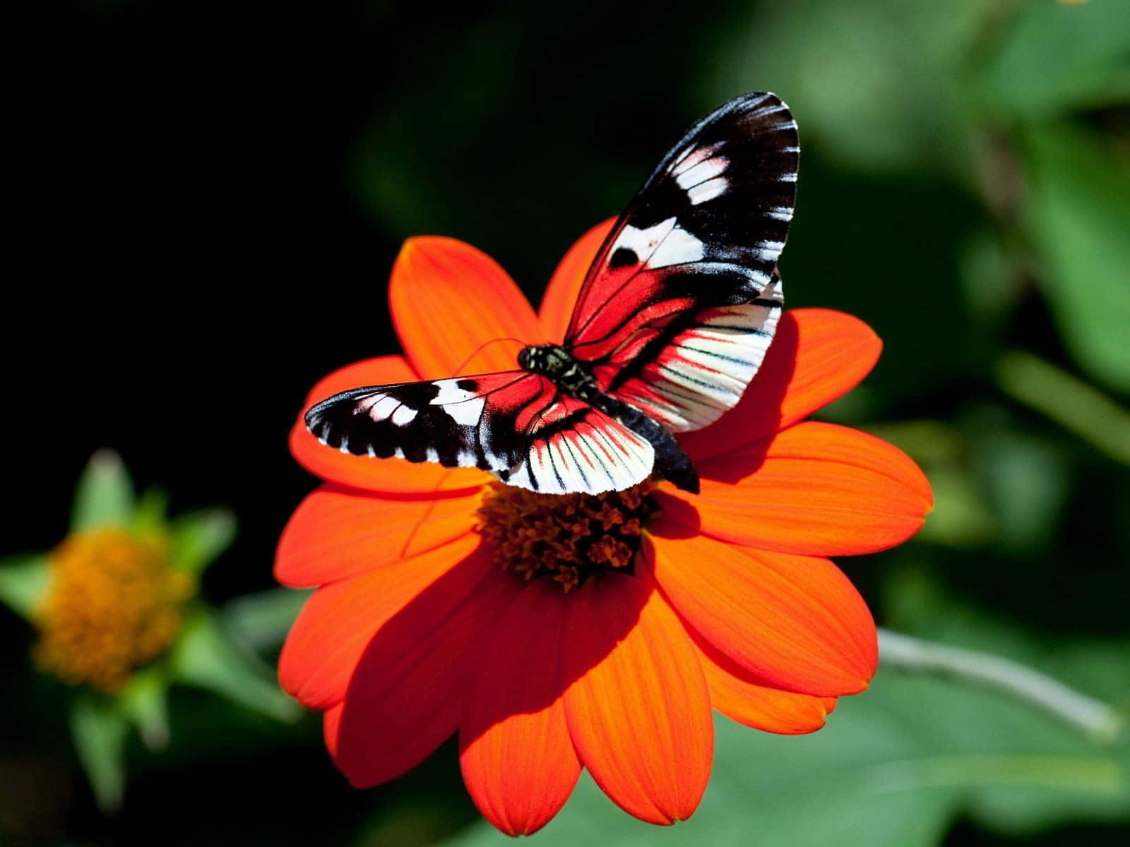 "A butterfly enjoys a vibrant flower"