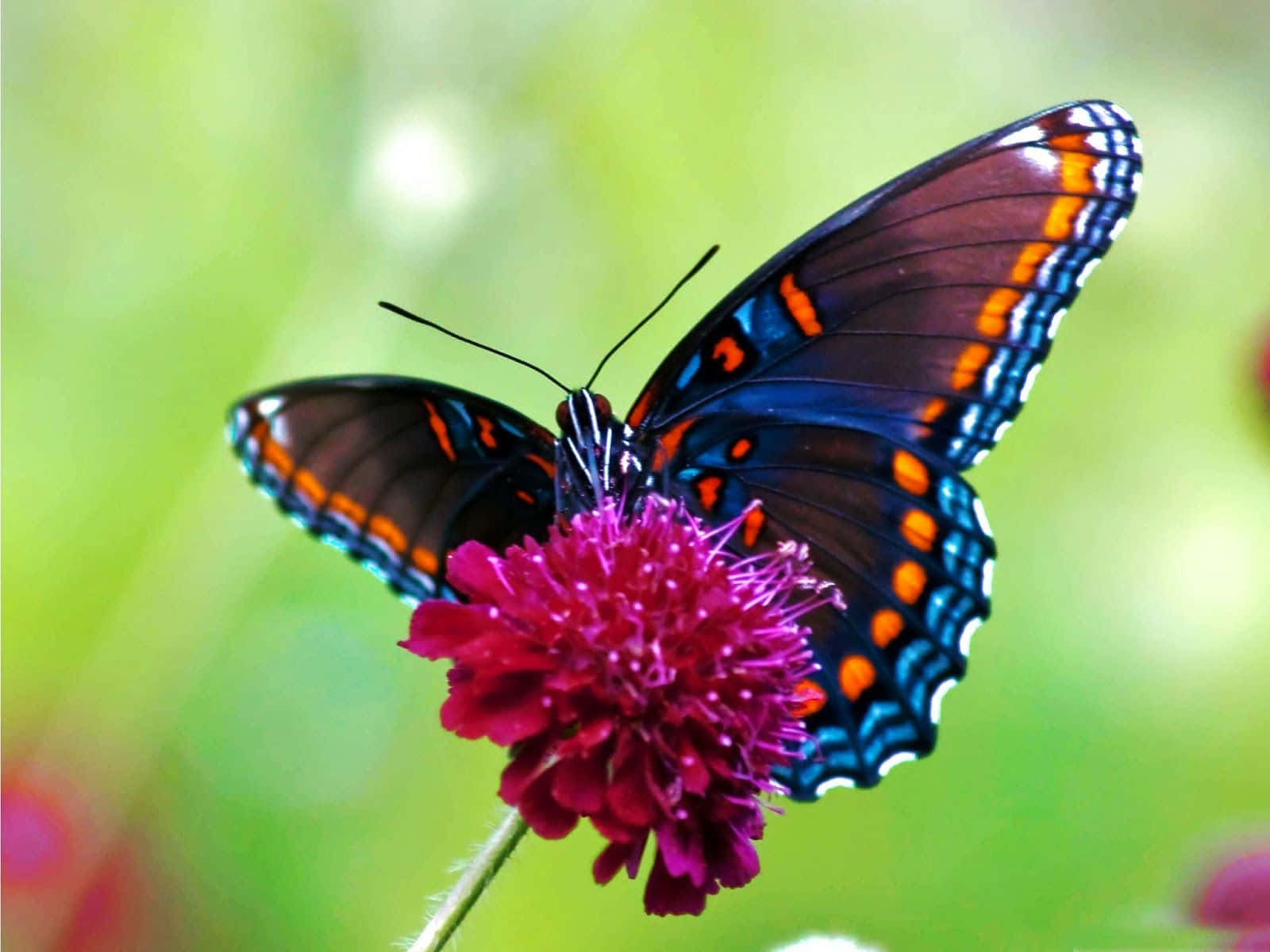 A butterfly sits on a purple flower, basking in the sun