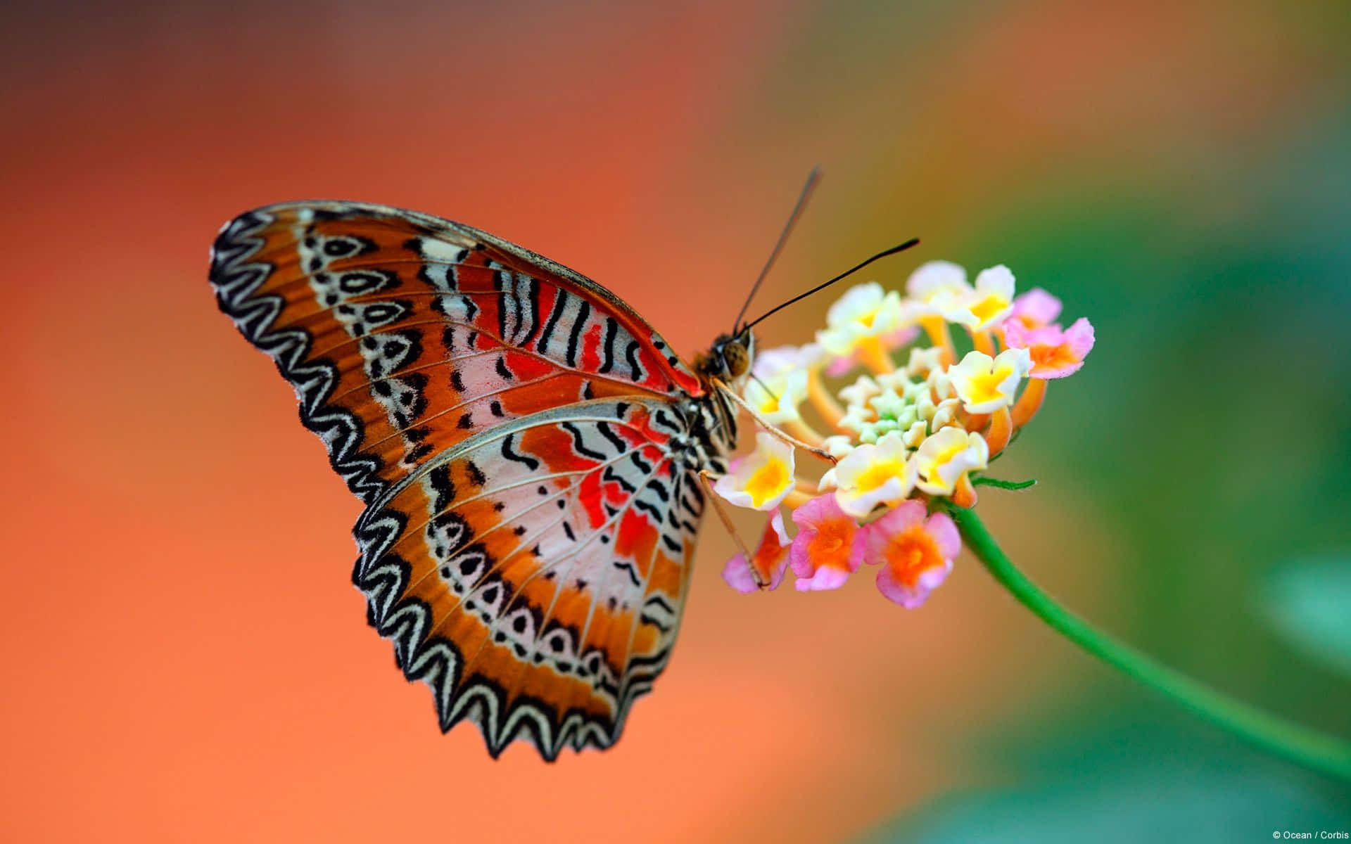 Beautiful Butterfly Perched on Vibrant Flower