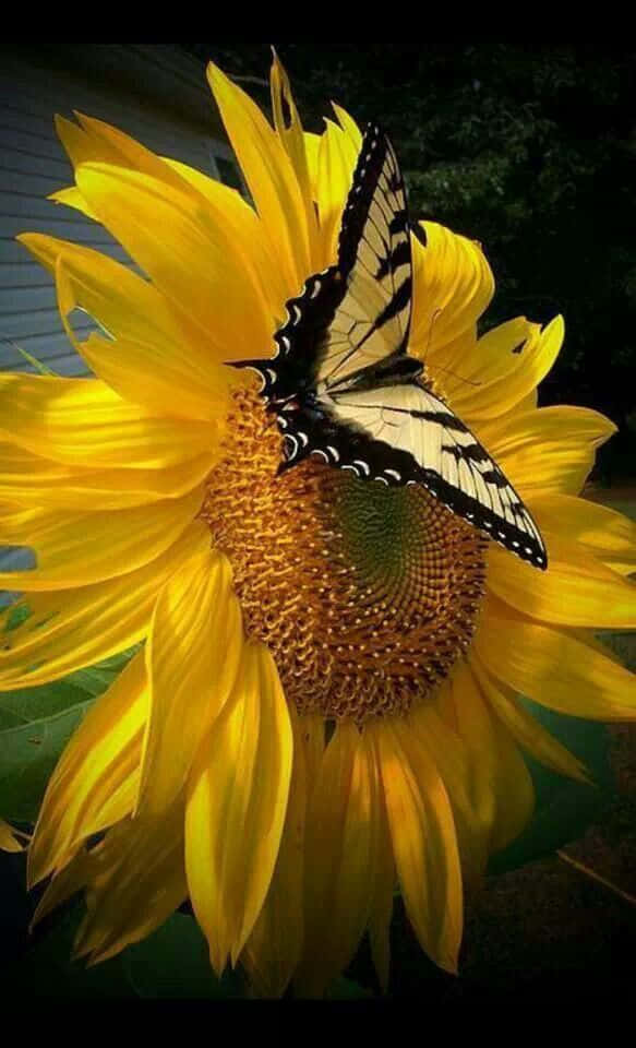 A beautiful butterfly resting on a stunning flower.