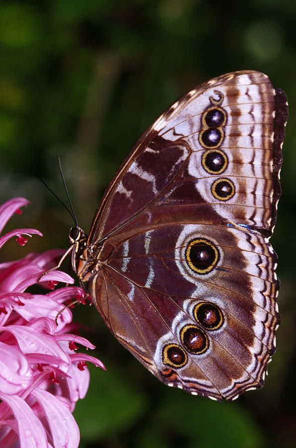 A delicate butterfly landing on a beautiful flower