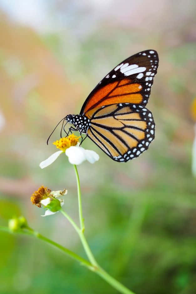 A butterfly sitting on a flagrant flower