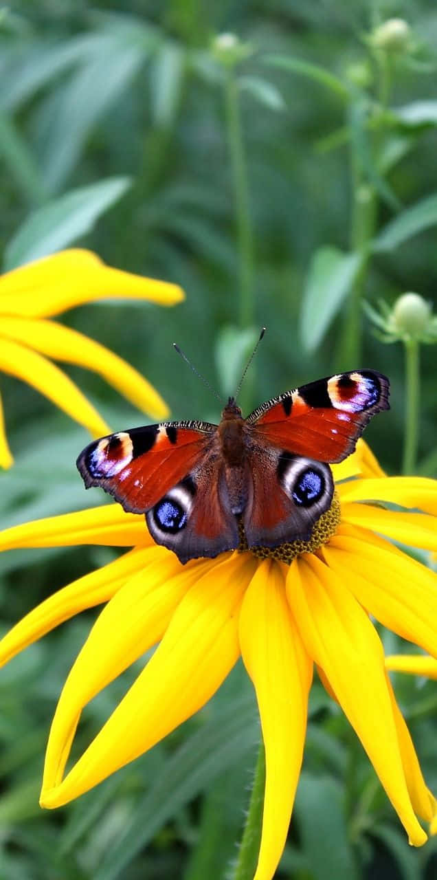 A butterfly taking a break on a bright flower