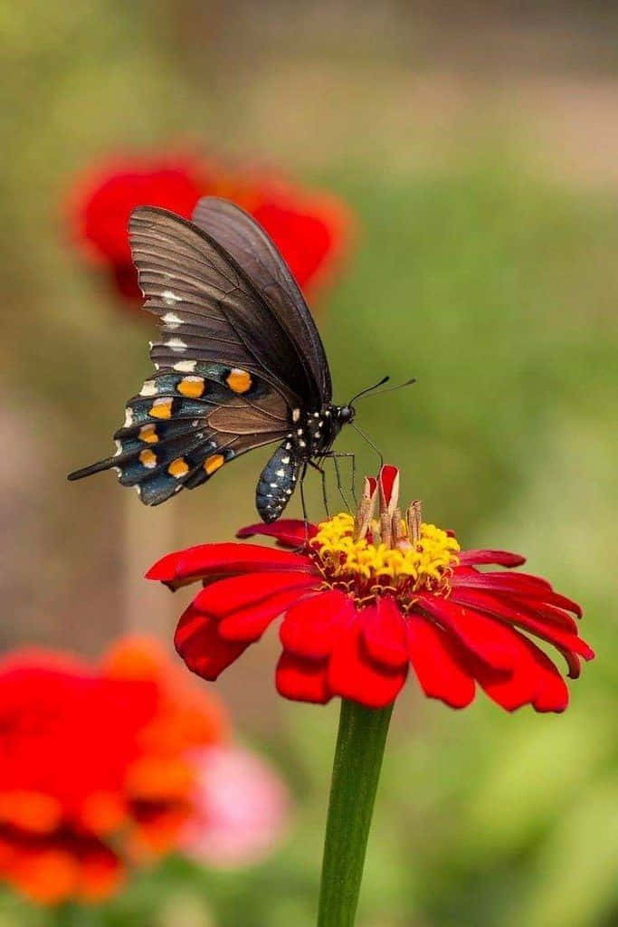 A butterfly basking in sunlight on a vibrant flower