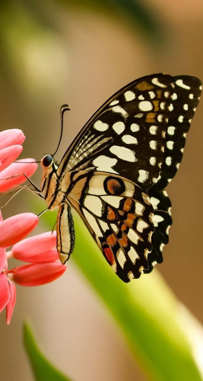 A butterfly accompanies a beautiful flower with its colorful wings