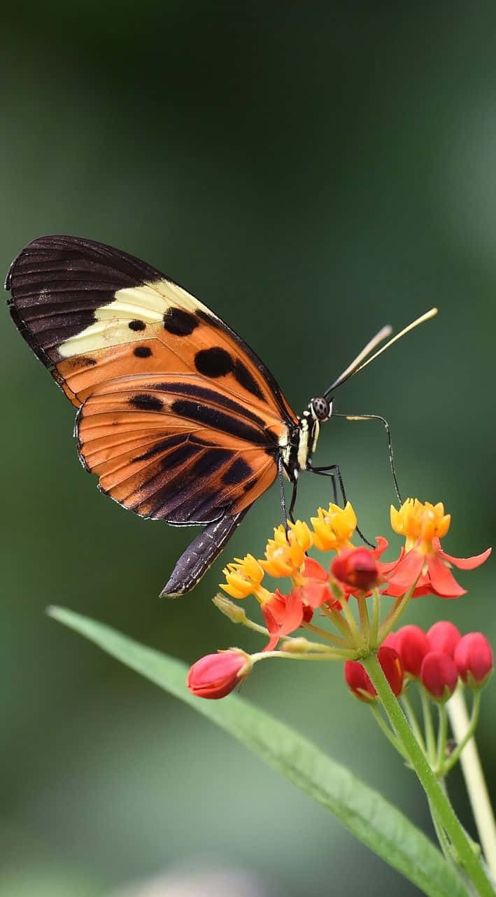 Butterfly Perched On A Beautiful Delicate Flower