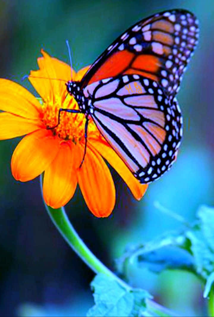 A Butterfly Enjoying the Beauty of a Flower