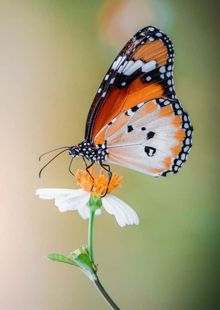 A butterfly rests on a vibrant flower