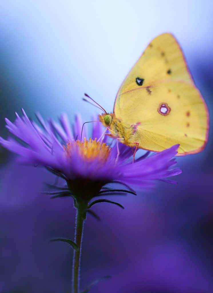 A vibrant butterfly on a beautiful flower