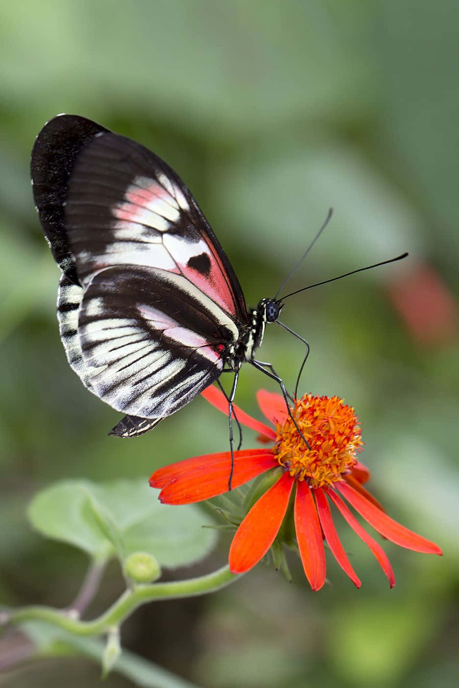 Butterfly on a flower in full bloom
