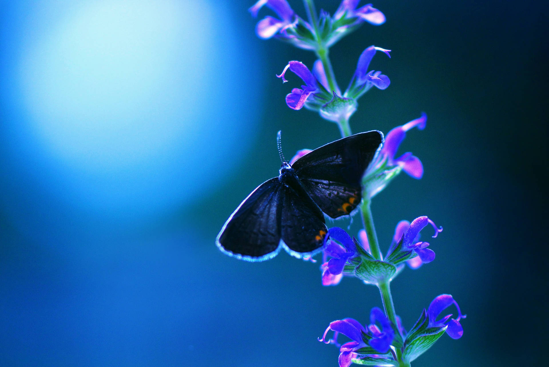 Butterfly On Flower Purple Wildflower Wallpaper