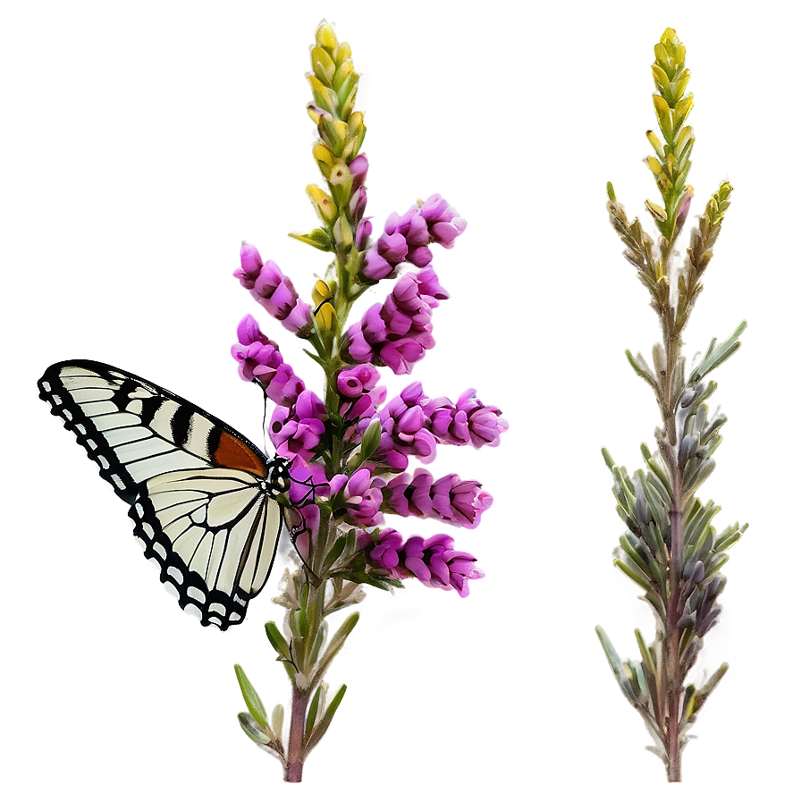 Butterfly On Heather Png 06122024 PNG