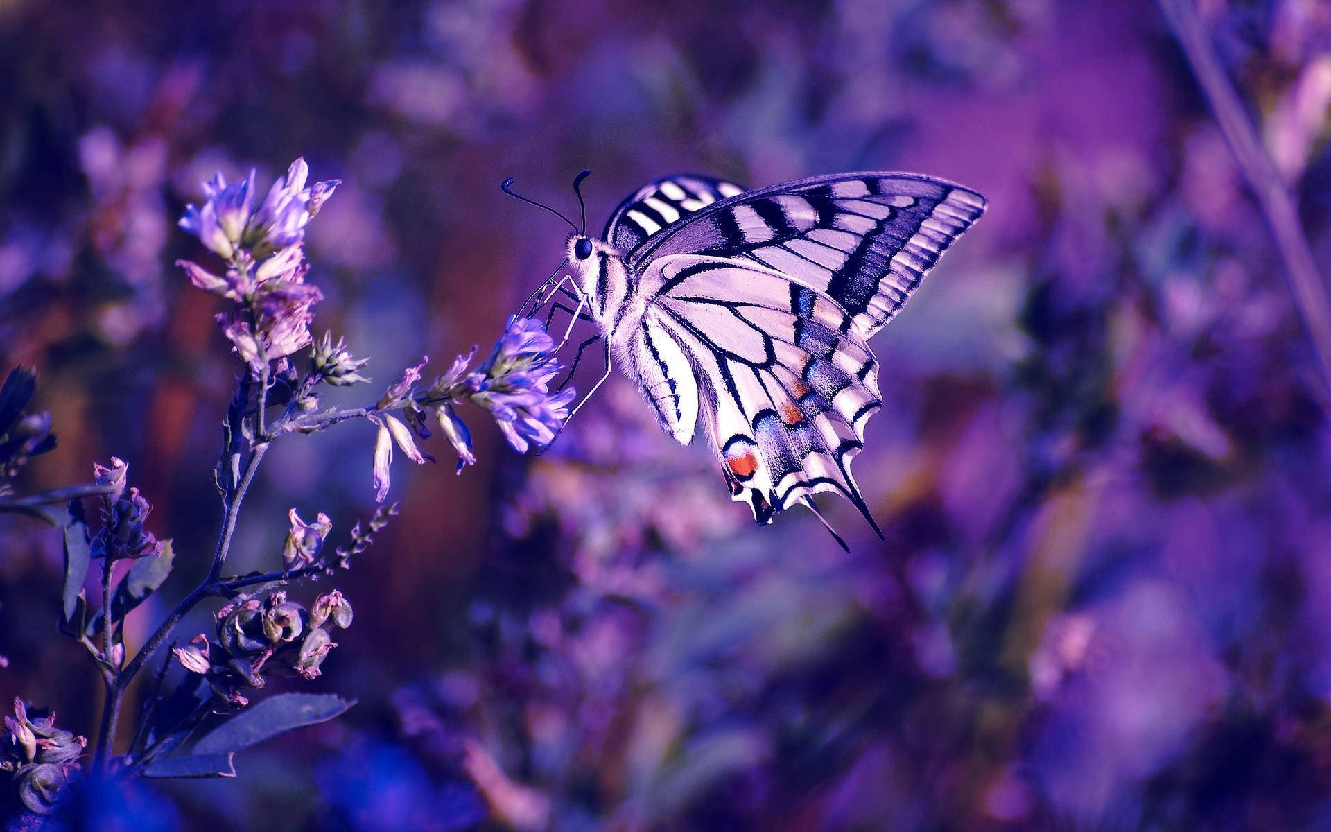 A delicate butterfly exploring a deep purple lavender flower. Wallpaper