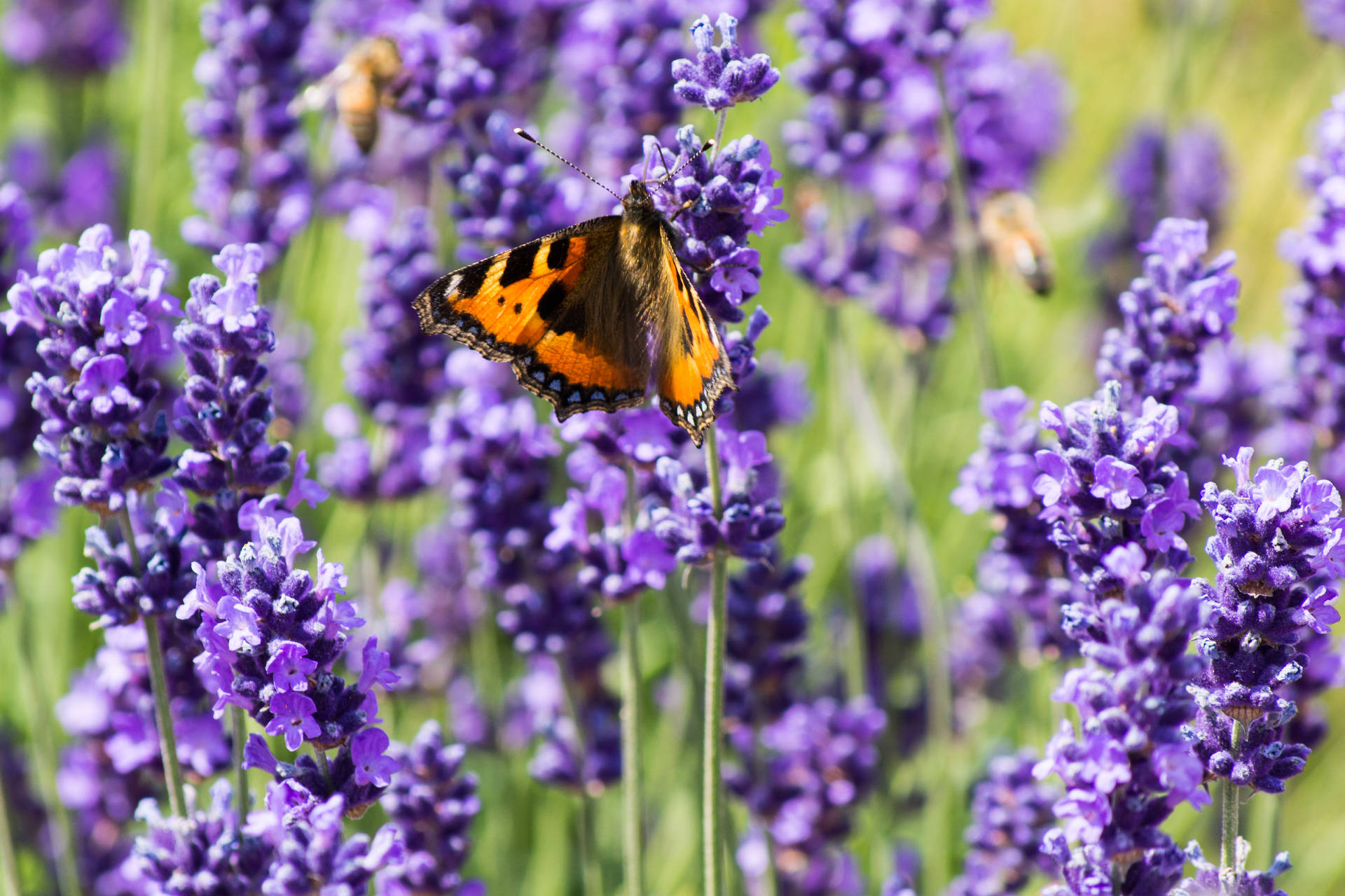 Butterfly On Purple Lavender Wallpaper