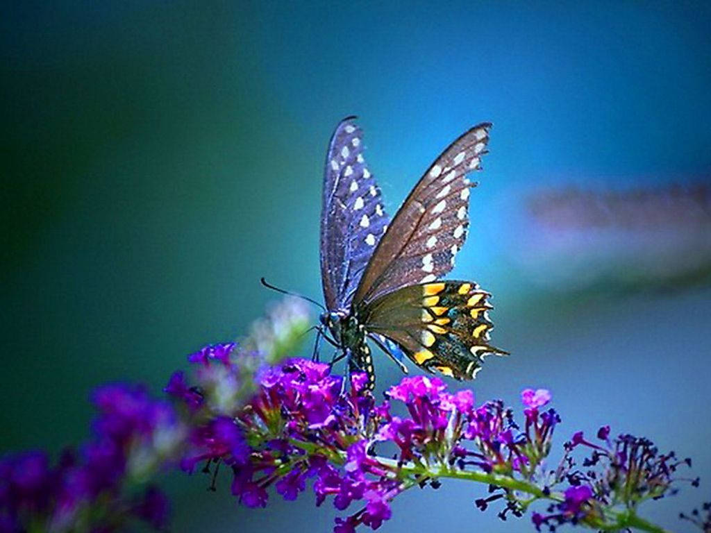 A butterfly coming alive amongst vibrant violet flowers Wallpaper