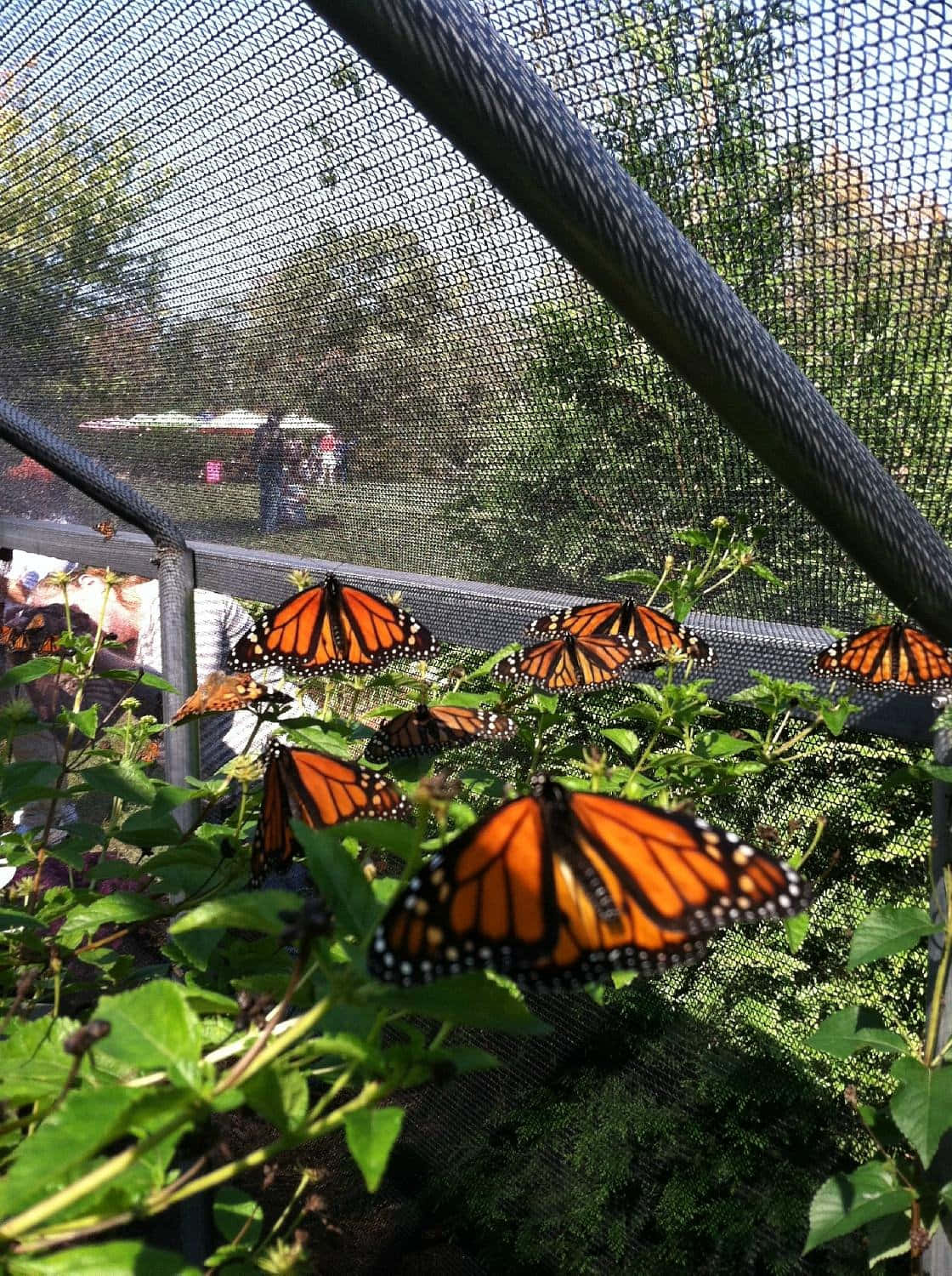 Enjoy the sights and sounds of nature with a visit to Butterfly Park! Wallpaper