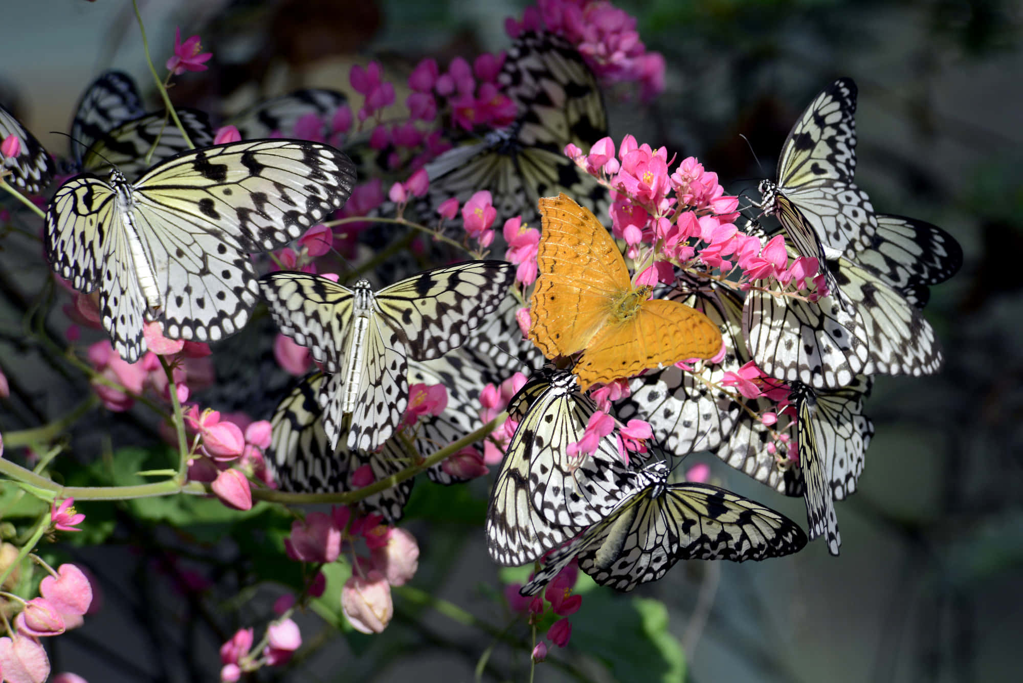 A True Magical Experience - Butterfly Park Wallpaper