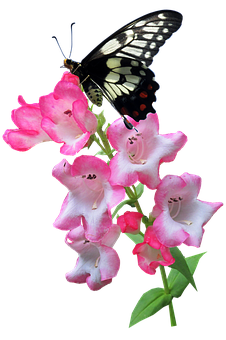 Butterfly_ Perched_on_ Pink_ Flowers PNG