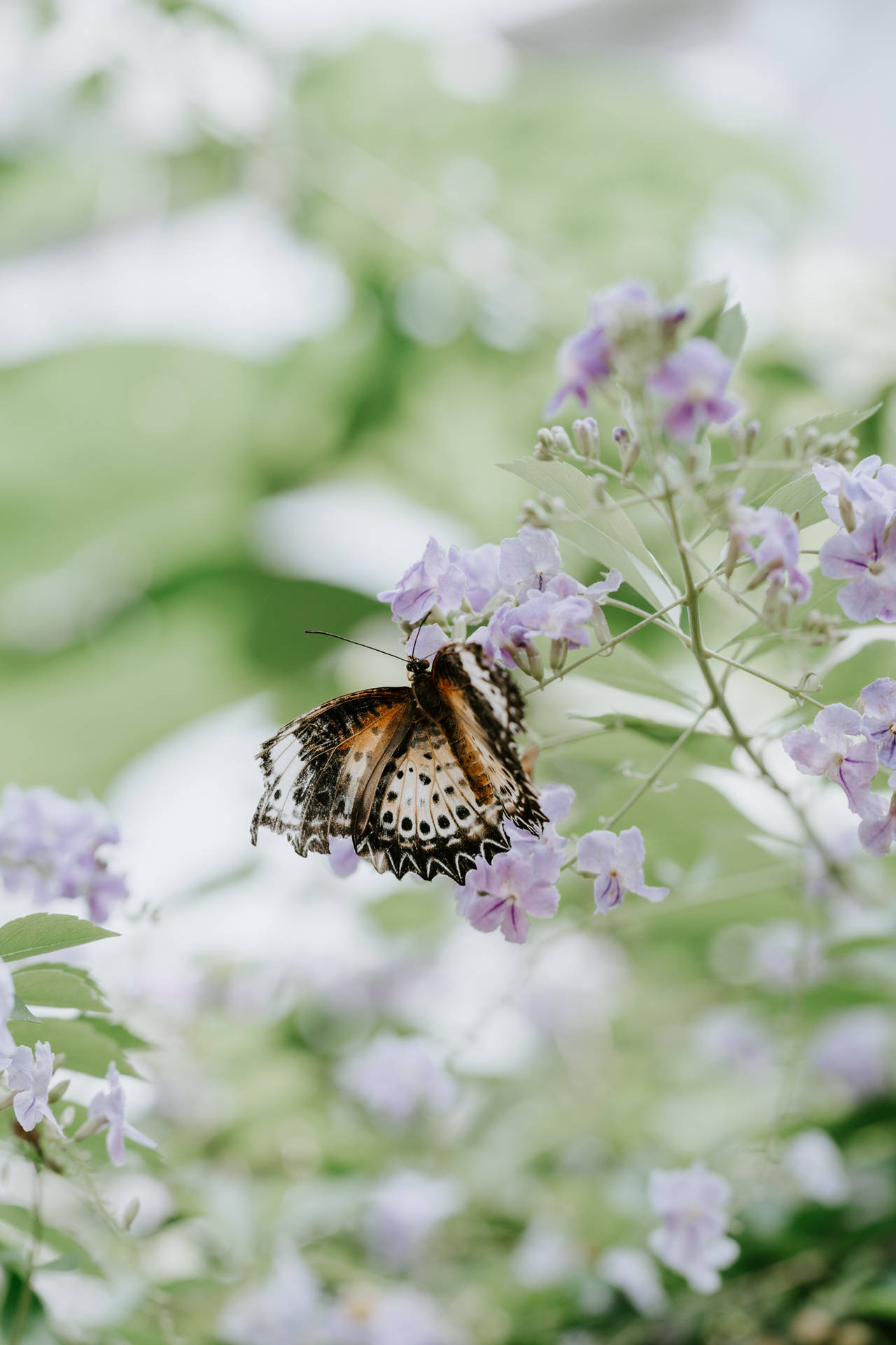 Butterfly Perched On Purple Lilac Flower Wallpaper
